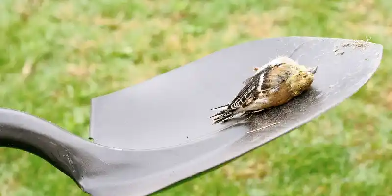 Avoid touching and proper management How to Dispose of Dead Bird