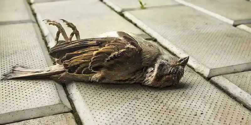 Harmful Effects of Dead Bird How to Dispose of Dead Bird