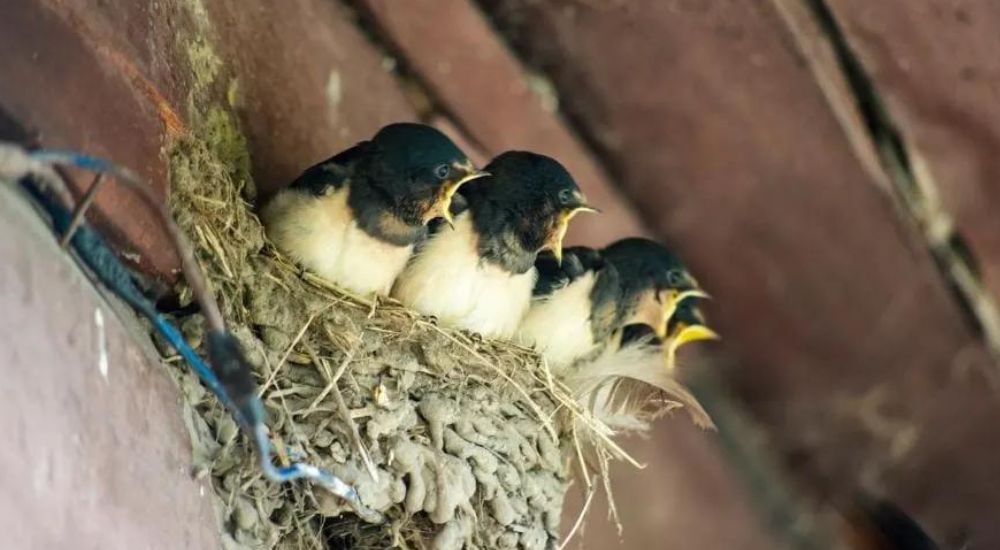 Install Bird Houses How to Get a Bird Out of Your Garage