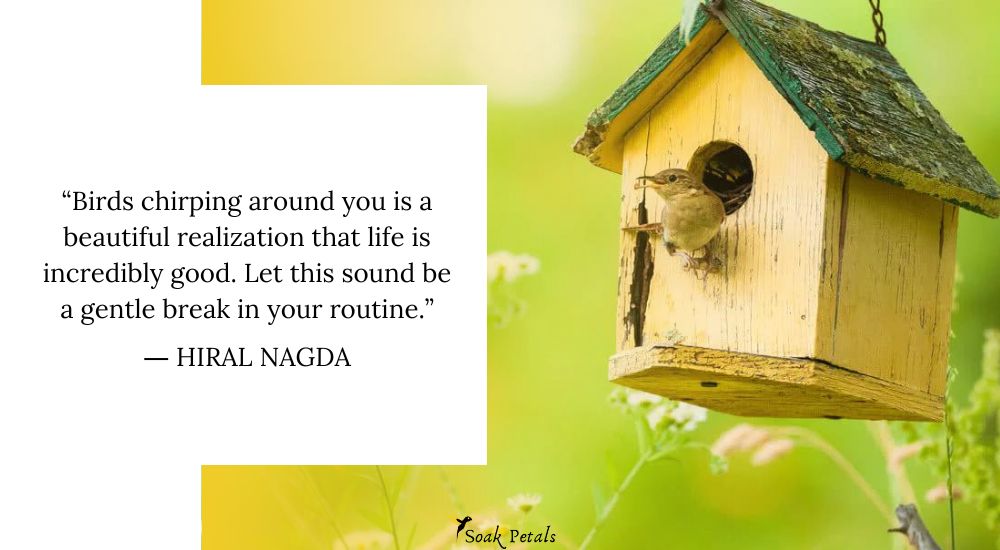 Install Bird Houses How to Get a Bird Out of Your Garage