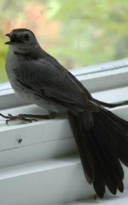 How to Get a Bird Out of Your Garage - Soak Petals