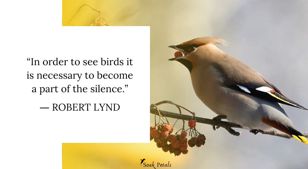 Search of Food Why Are Birds More Active In the Morning