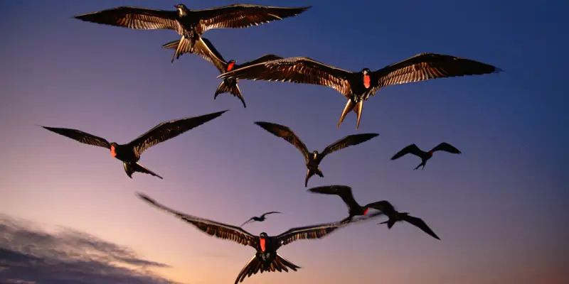 Why Do Birds Fly in Circles