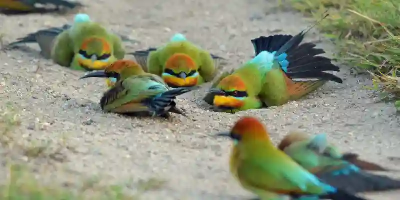 Why Do Birds Take Dirt Baths When Birds Take Dirt Bath