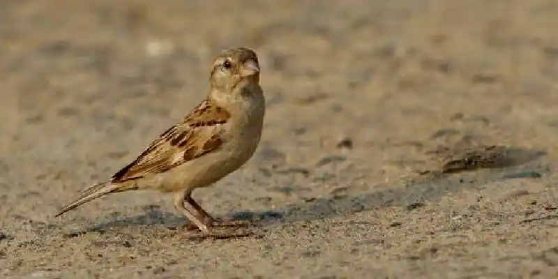 Why Do Birds Take Dirt Baths_ How to Help a Bird for a Dirt Bath_