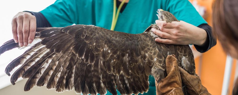 Get Professional Help How to Help a Bird with a Broken Wing