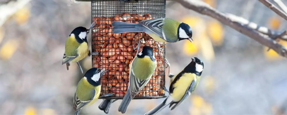 How Long for Birds to Find Feeder