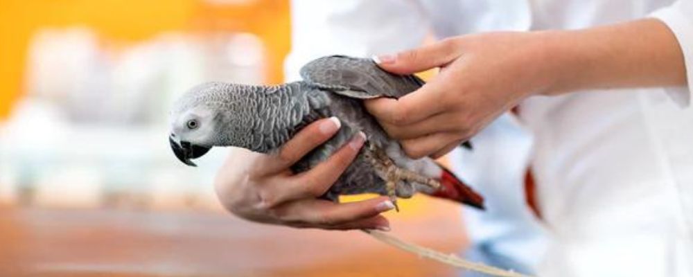 How to Help a Bird with a Broken Wing