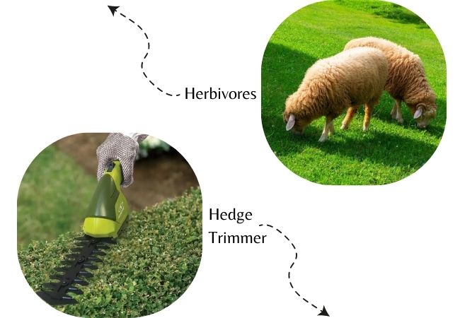 Herbivores and  Hedge Trimmer - How to Cut Grass Without a Lawn Mower 