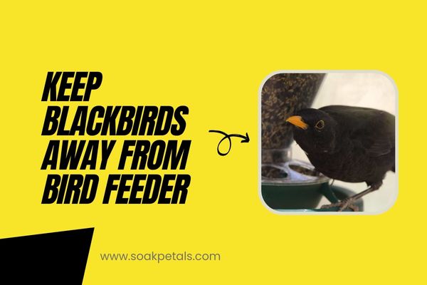 How to Keep Blackbirds Away From Bird Feeder