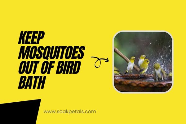 How to Keep Mosquitoes Out of Bird Bath