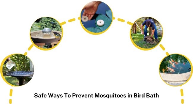 Why is it Necessary to Keep Mosquitoes Out of Bird Bath