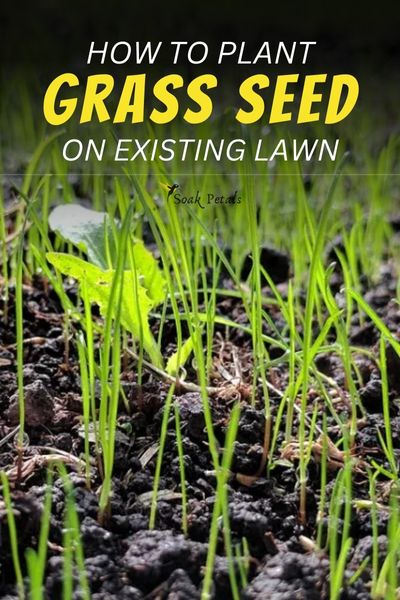 How to Plant Grass Seed on Existing Lawn - Soil Test