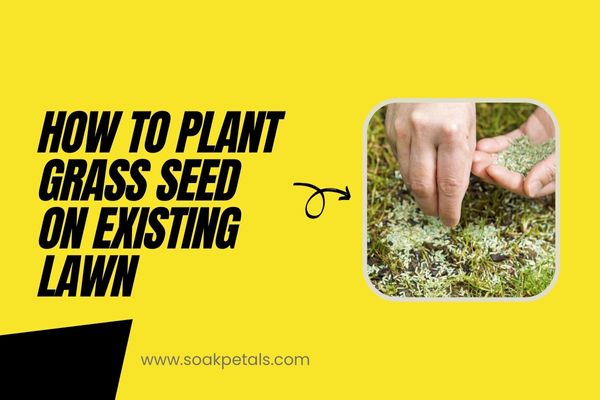How to Plant Grass Seed on Existing Lawn