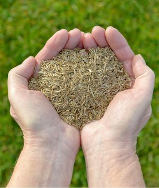 Selection of Best Seed 
