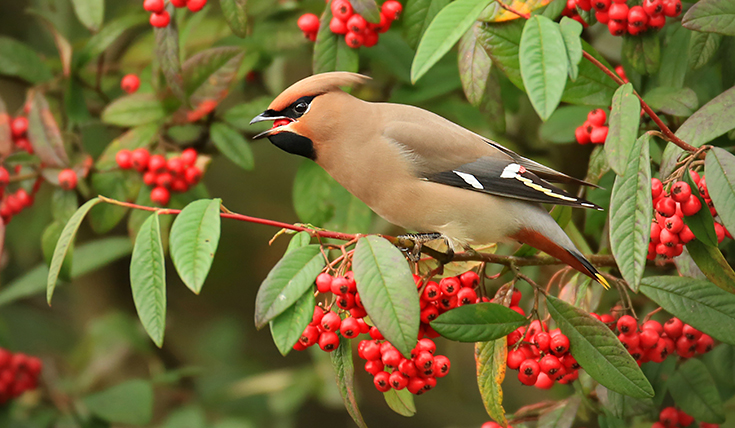 Berries