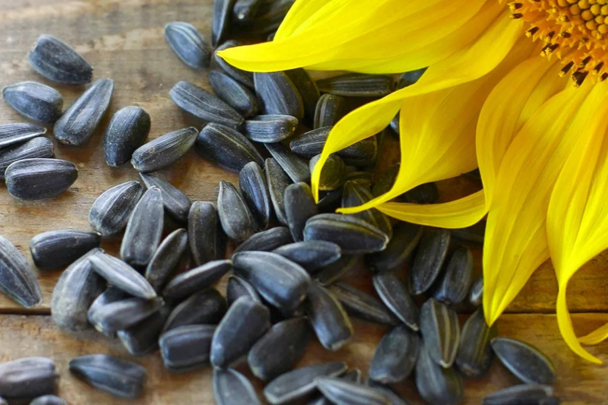 Black Sunflower Seed