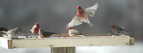 How Does a Tray or Platform Bird Feeder Function?