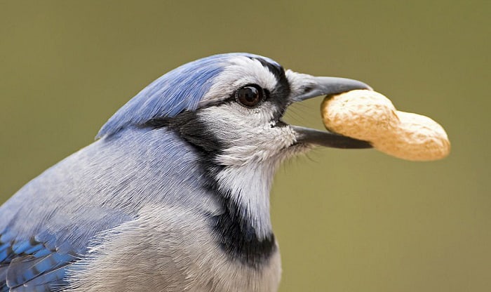 How to Feed Peanuts to Wild Birds