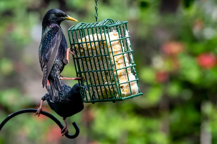 How to Make Suet for Birds at Home