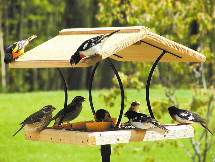 How to Use a Platform Feeder for Wild Birds