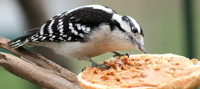 Peanut Butter Bird Food