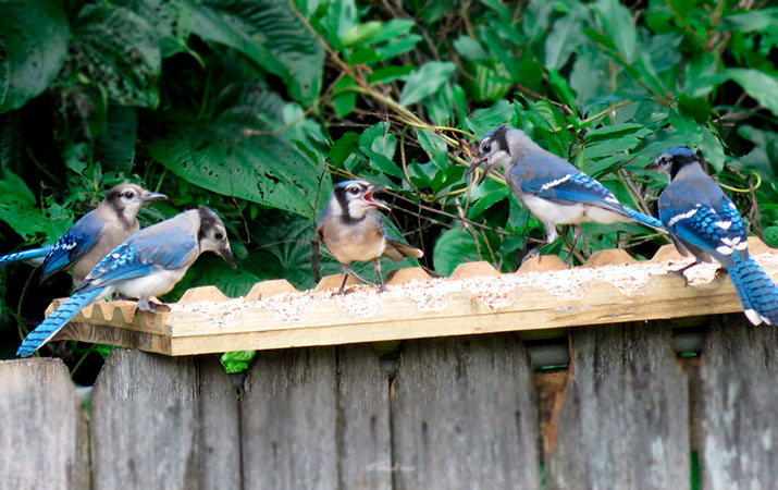 The Best Location to Mount a Platform Bird Feeder 