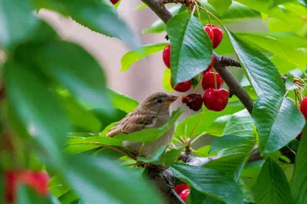 Types of Fruit Consumed by Birds