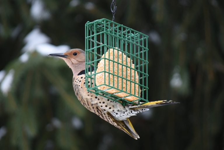 Use a Suet Cage