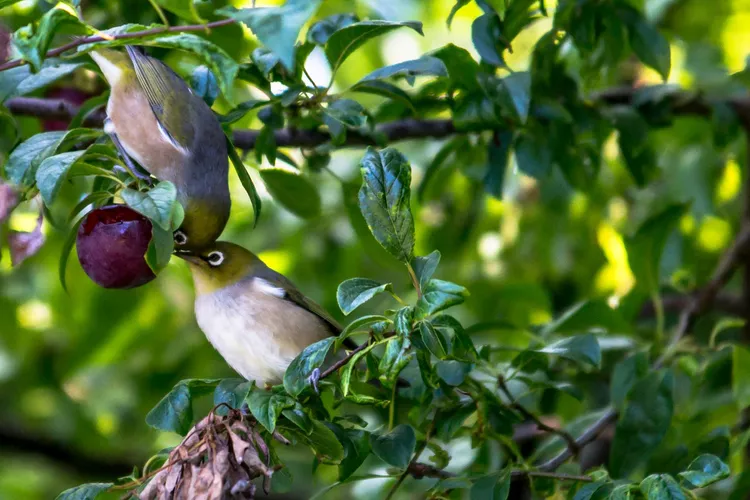 What Fruits Can You Feed Wild Birds? 