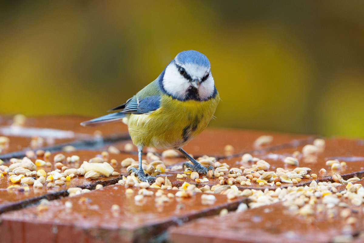 What Kind of Seed is Best for Feeding Birds?