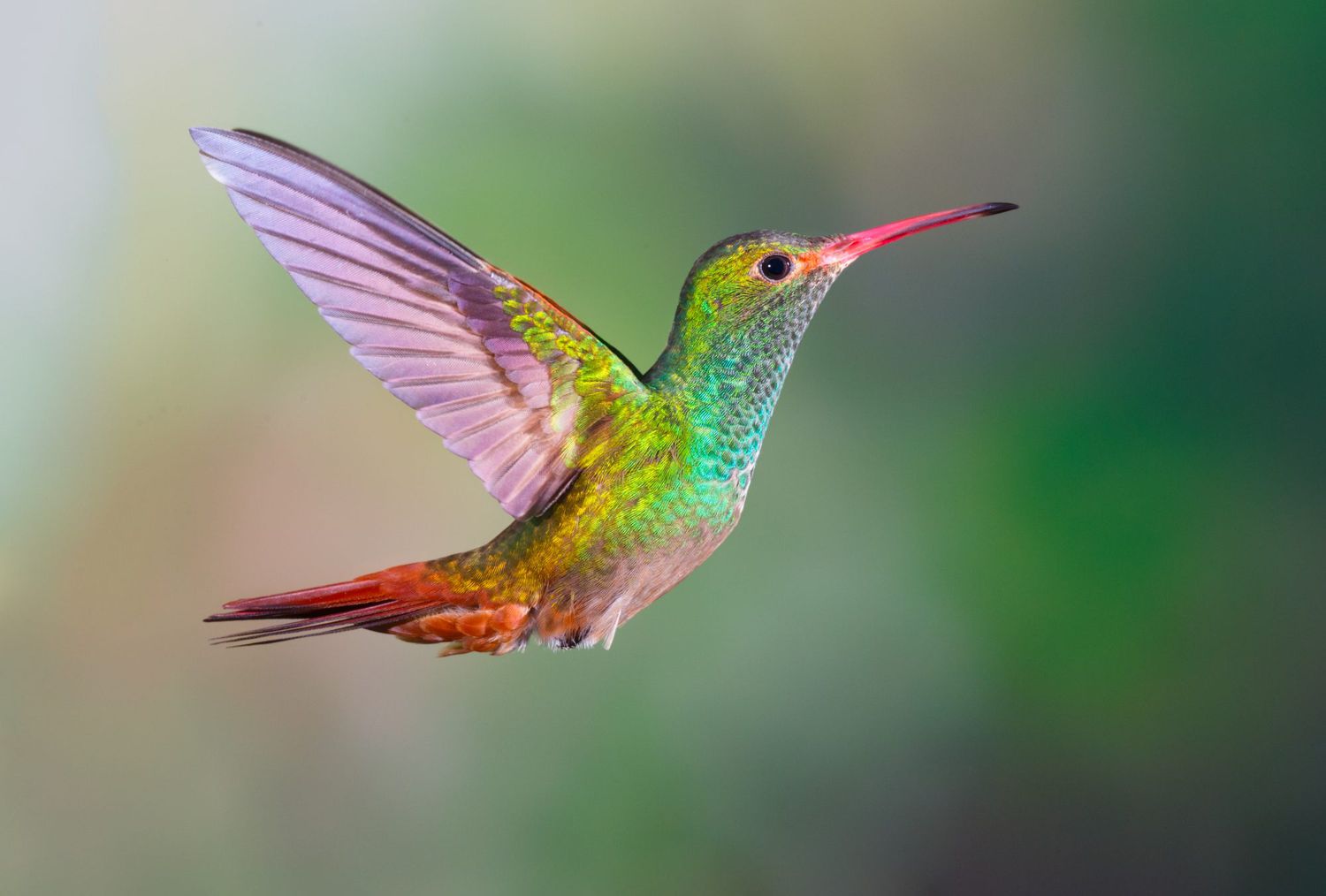 You're Seeing Fewer Hummingbirds At Your Feeder. Should You worry?