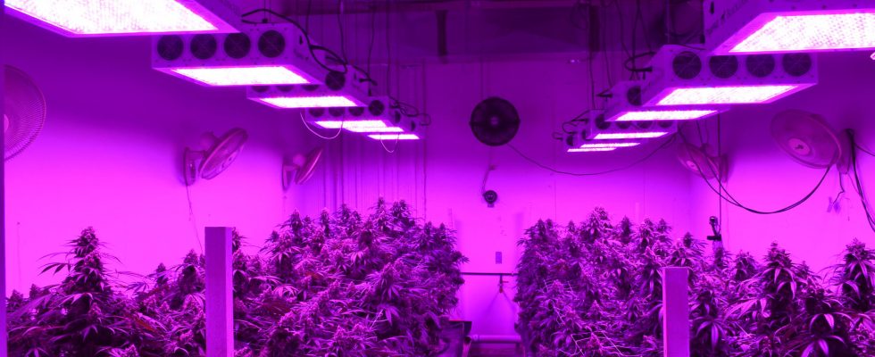 5 Best LED Grow Lights for Seedlings