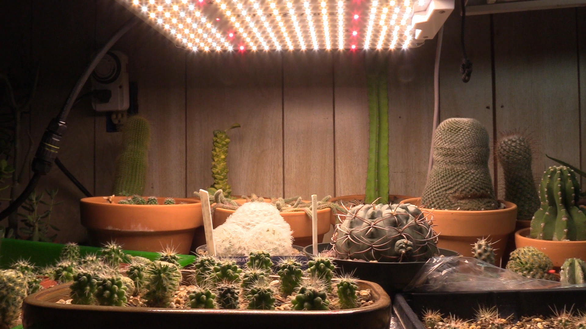 5 Best LED Grow Lights for Succulents