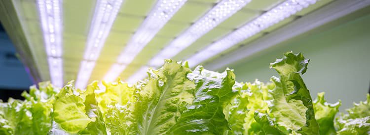 5 Best LED Grow Lights for Vegetables