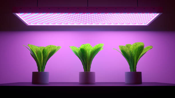 Benefits of Using LED Grow Lights for Indoor Plants