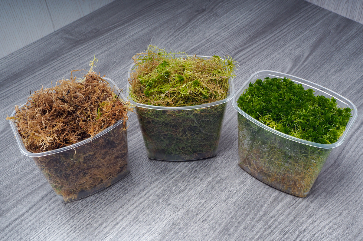 Creative DIY Projects Using Peat Moss