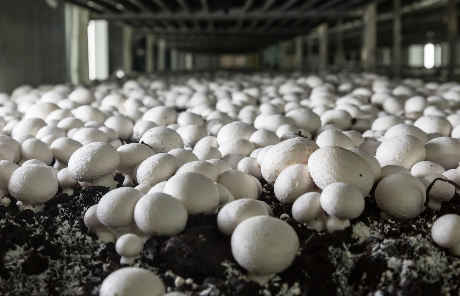 Do Mushrooms Need Light To Grow