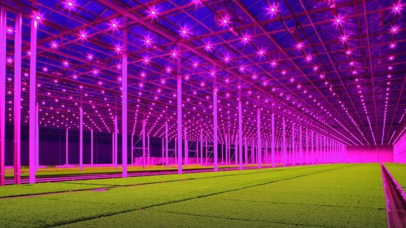 How Far Should LED Grow Lights Be From Plants?