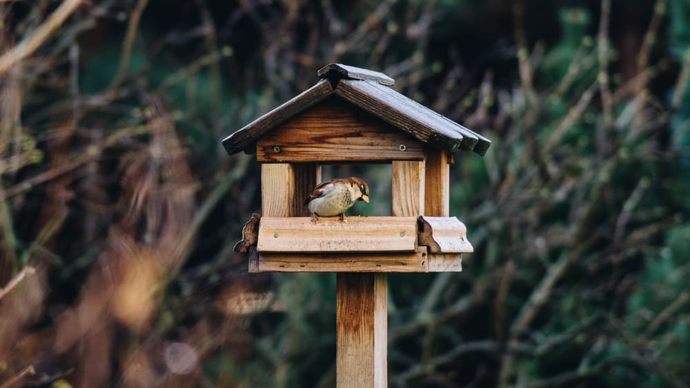 How To Hang A Bird Feeder Without A Tree