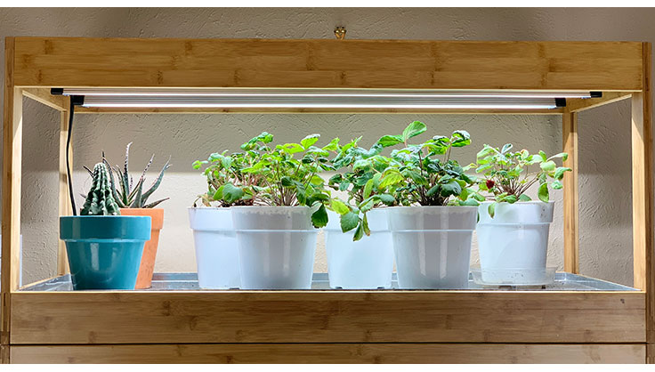 How to Make a DIY LED Grow Light for Indoor Plants