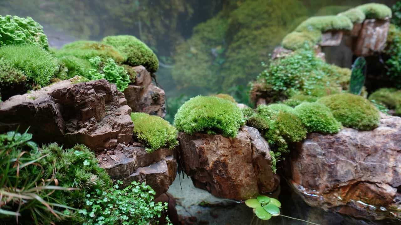 How to Make a Peat Moss Terrarium