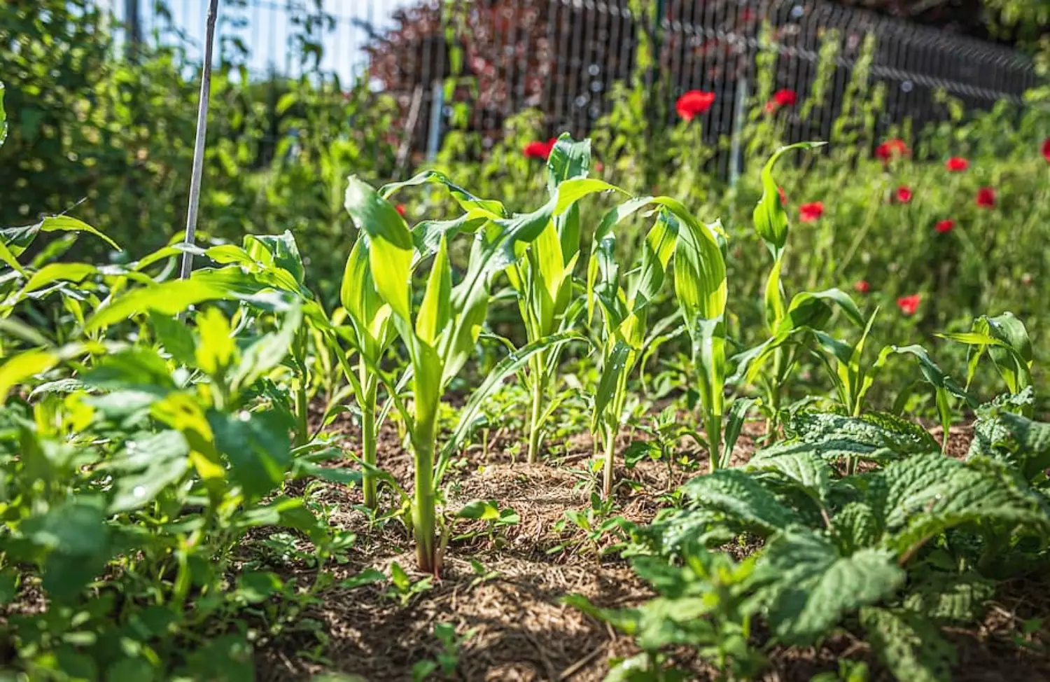 How to Use Peat Moss in Your Vegetable Garden for Better Results