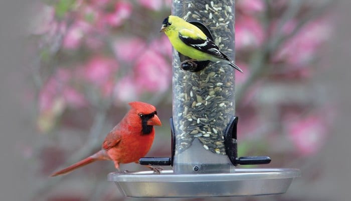 How to Use a Tube Feeder for Wild Birds