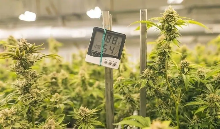 Hydroponic Grow Tent Temperature Control: How to Keep Your Plants Happy