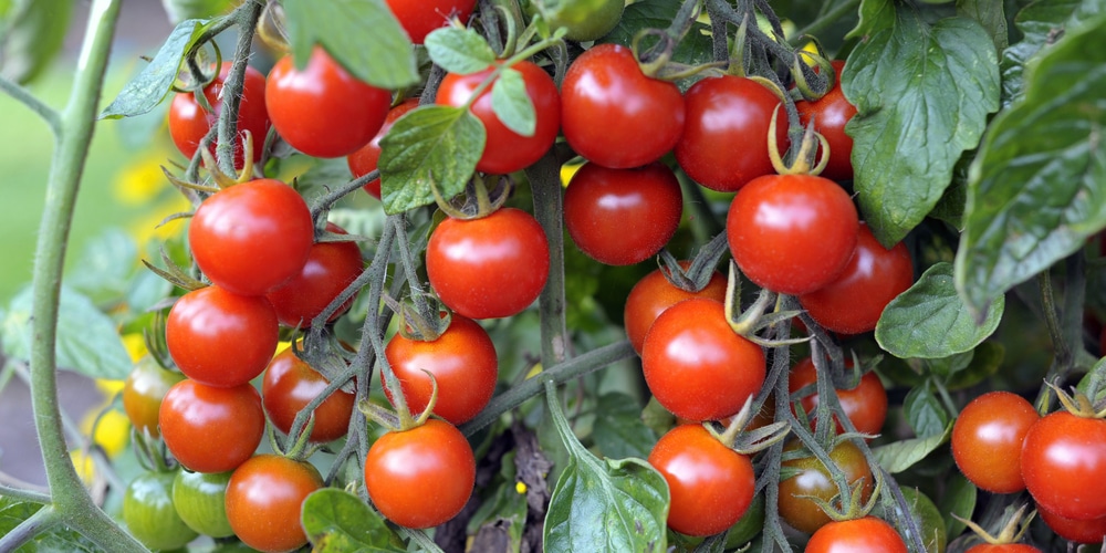 Is Peat Moss Good For Tomatoes?