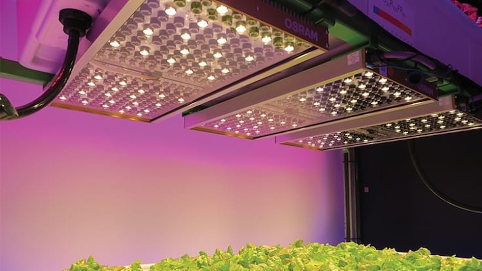 Red and Blue LED Grow Lights: What They Are and How They Work