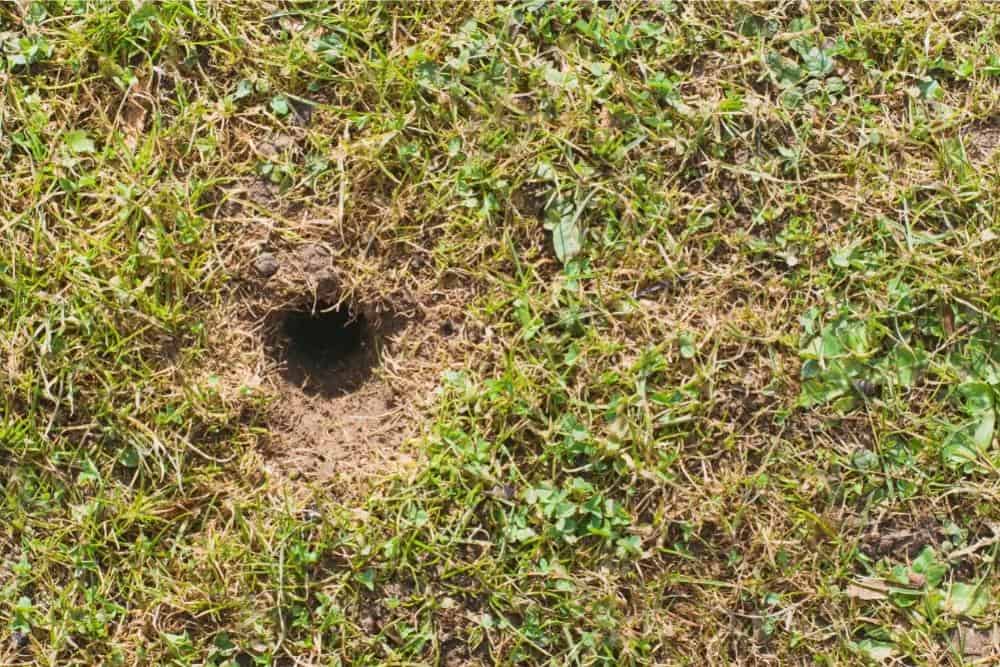 Small Holes In Lawn Dead Grass - Causes + Solution