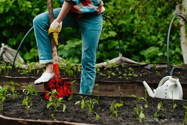 Watering and Mulching