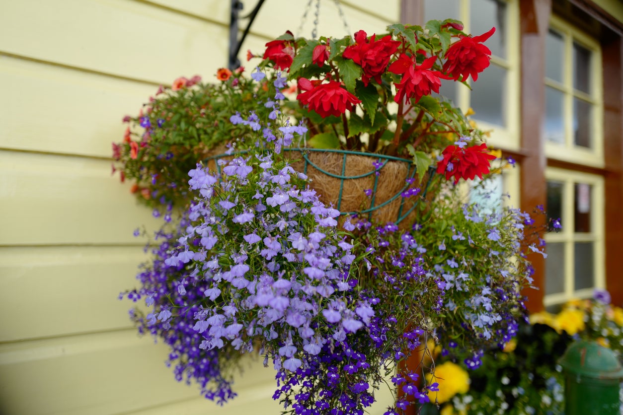 Hanging Pots and Baskets